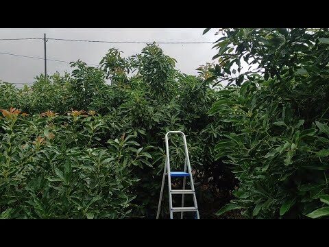 Las Mejores Épocas para Poda de Aguacates