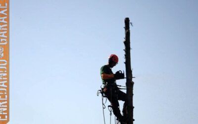 Expertos en Podas de Árboles en Pontevedra
