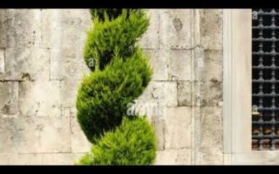 Consejos Esenciales para la Poda de Pinos
