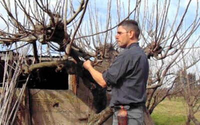 Técnicas Efectivas de Poda para Higueras en Pontevedra
